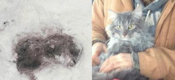 Valentino, il gatto congelato a bordo strada, è salvo per miracolo