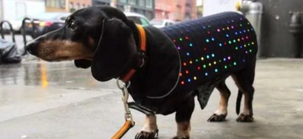 Disco Dog, il cappottino a led per cani che si può controllare con lo smartphone