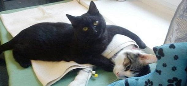 Rademenesa, il gatto infermiere impazza sul web [FOTO]