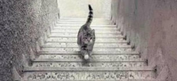 Il gatto sale o scende le scale? Il grattacapo imperversa sui social