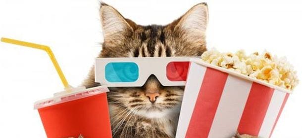 Al cinema con i gatti? Nasce la campagna di raccolta fondi per sale cat-friendly [VIDEO]