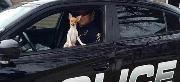 Spot, il cane poliziotto più piccolo del mondo [FOTO]