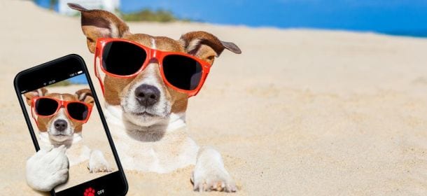 Tindog, applicazione per cani e padroni come Tinder.