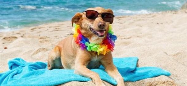 Spiaggia riservata ai cani a Palinuro? Il progetto salta