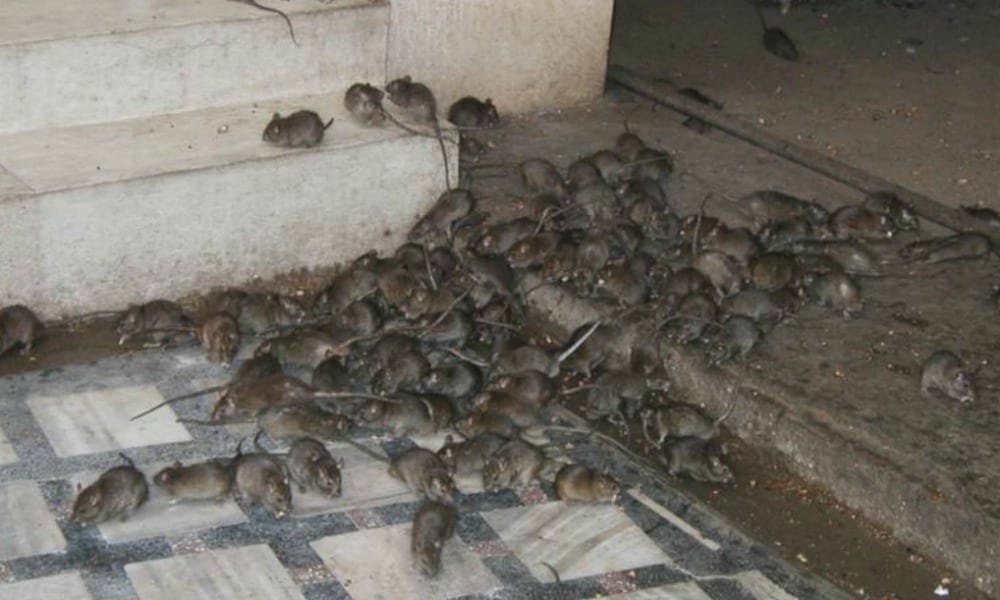 Roma invasa dai ratti: donna morsa da un topo a Trastevere