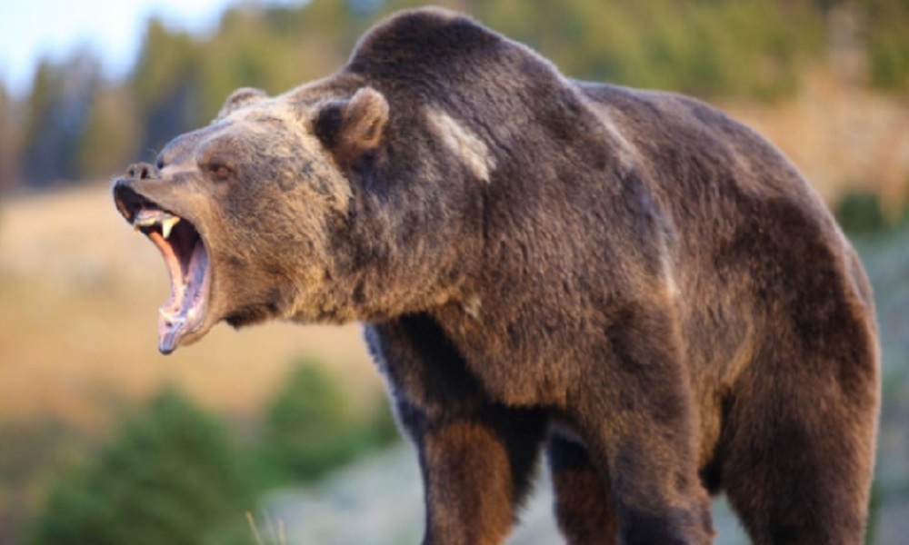 Trentino, uomo aggredito da un orso: riesplode la polemica