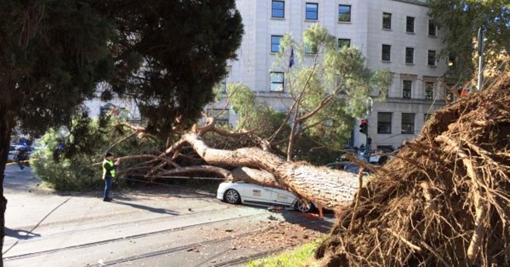 albero crollato roma taxi