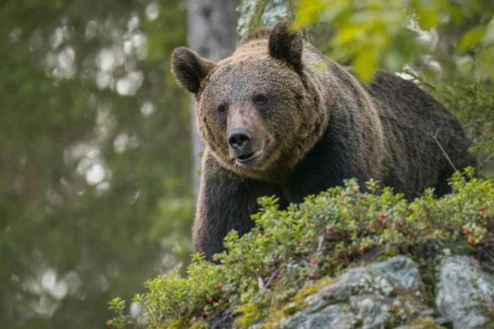 Intervista a Lav Trentino dopo la cattura dell'orsa Jj4