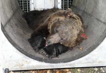 Il Tar di Trento salva ancora gli orsi Jj4 e Mj4: "Non è certo che siano pericolosi"