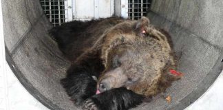 Il Tar di Trento salva ancora gli orsi Jj4 e Mj4: "Non è certo che siano pericolosi"