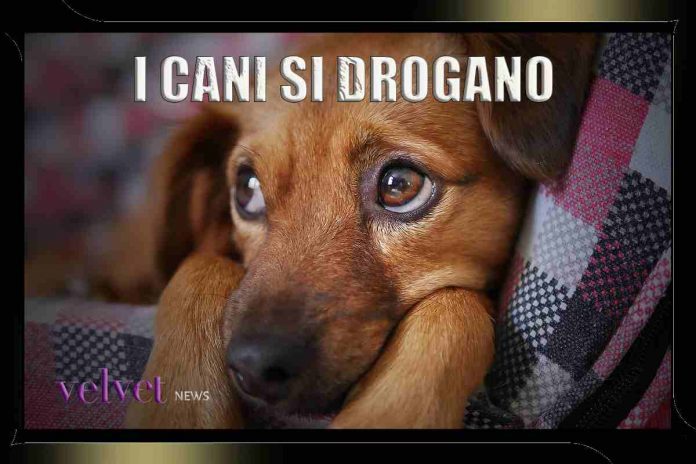 cani