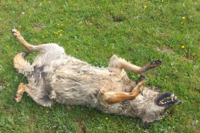 Giallo nel Parco Nazionale d'Abruzzo: avvelenati lupi, grifoni e corvi